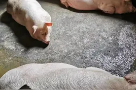 湖南新化农村，屠夫卖一头熟食猪肉能赚多少钱？算完想去做屠夫了图片