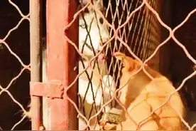 甘肃：漂亮异瞳哈士奇，主人出国将它送亲戚，竟让狗狗险些被吃掉图片