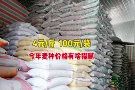 一袋麦种100元，每斤划4元，今年麦种要大涨？为何这么贵？图片