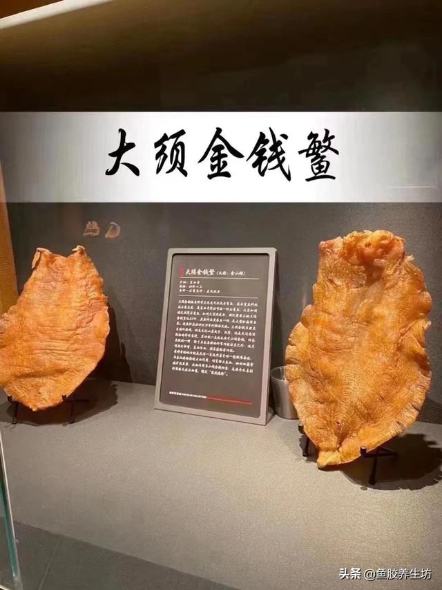 大口鳘鱼胶的功效 2026年大口鱼胶是什么