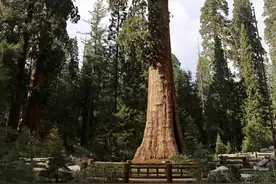 世界上最古老的红衫树“摩西”图片