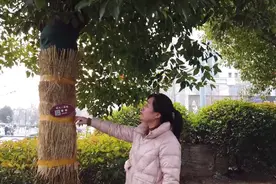 连云港香樟树安全越冬图片