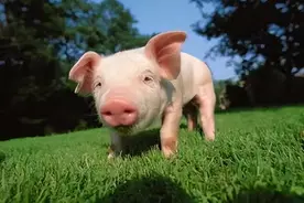 奇奇怪怪的冷知识：为什么不喝猪奶？图片