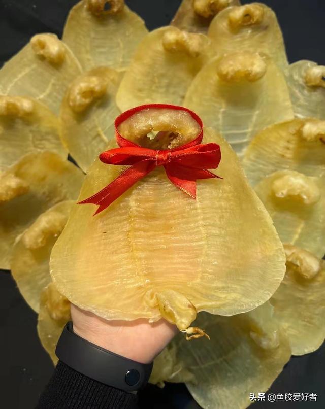 越南花胶怎么回事 2026年越南黄花胶好不好