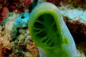 科学家通过实验证明，吃海鞘具有扭转衰老迹象的可能性图片