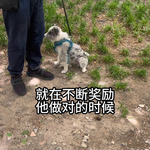 狗狗捡东西吃怎么办