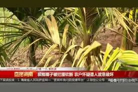 万宁一农户种植的槟榔椰子被拦腰砍断，疑遭人故意破坏图片