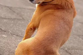 大黄狗的故事图片