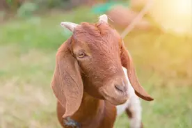 羊流鼻涕是什么病用什么药治？羊流鼻涕的五种疾病治疗方法图片