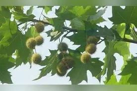 法国梧桐 原来如此图片