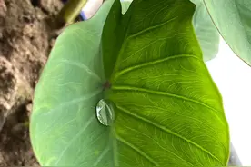 睡前小故事10-一个有关于美人鱼的故事图片