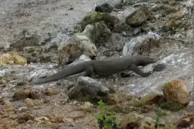 西班牙一动物园成功孵化濒临灭绝的科莫多巨蜥图片