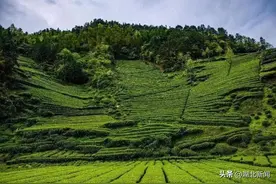 茶香里品荆楚丨入选“中国三大工夫红茶”，它凭啥？图片