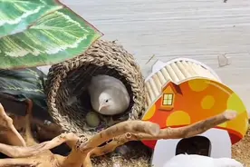 浙江一男子“鱼缸”布景养“鸡”，捡蛋捡到手软，一只一年300枚图片