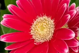 壁纸美图，花开富贵，繁花似锦图片