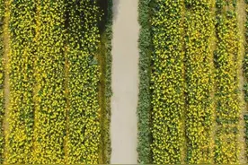 成都锦城学院，生日快乐！图片