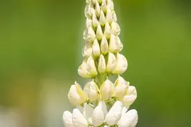 七月半，农村有哪些风俗和讲究图片