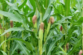 不花钱的玉米须，赶走大肚腩，农村遍地是，错过拍大腿！图片