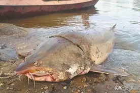 我国常见的7大淡水巨型鱼类，个个都是巨无霸，刷新你的认知图片