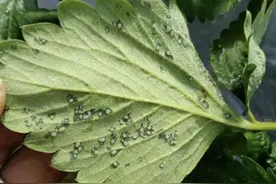 夏季细菌性病害多发，赶快收藏这些药方（杀细菌药剂大汇总）图片