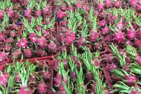 价格突然翻倍，原产于南美洲，为什么成了越南的顶梁柱水果？图片