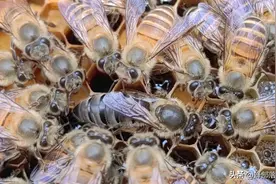 养中蜂需要什么技术，养蜂初学者该怎么做？这5点该掌握图片