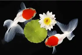 金鱼大全集锦图片