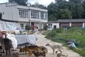 中国超4000万流浪狗最终去了哪？看完它们的下场，弃狗人于心何忍图片