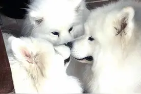 养萨摩疯狂掉毛，英国铲屎官干脆全部做成狗毛衣！比羊毛还舒服图片