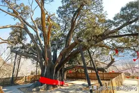 北京古树名木图鉴！探秘四万多株古树名木中的“代表”图片