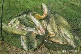 秋季野钓，鱼情虽好变数多，3个时机最好打浮，用好了连竿上鱼图片