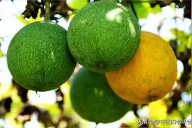 润肺润肠之瓜蒌图片