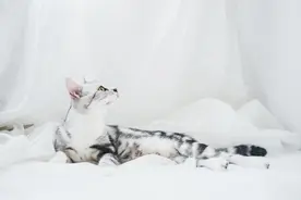 大猫打小猫，是恶意还是玩闹？这些细节你一定要注意！图片