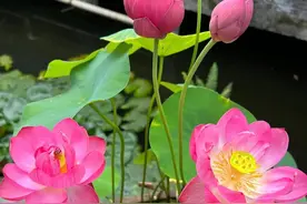 6种花“不吉利”，再喜欢也不养，看看你家里有没有？图片