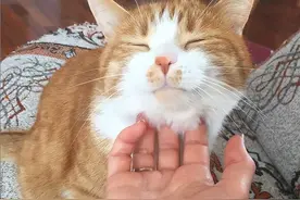 橘猫为什么从“万人捧”到“万人嫌”？这几点很现实图片