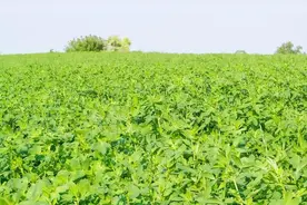 养鹅加速生长秘籍！牧草大揭秘，小编一一为你解密！图片