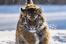 从性格特征看，生肖虎与生肖鸡有什么不同？谁比较厉害？图片