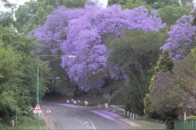 蓝花楹是一种怎样的树种？图片