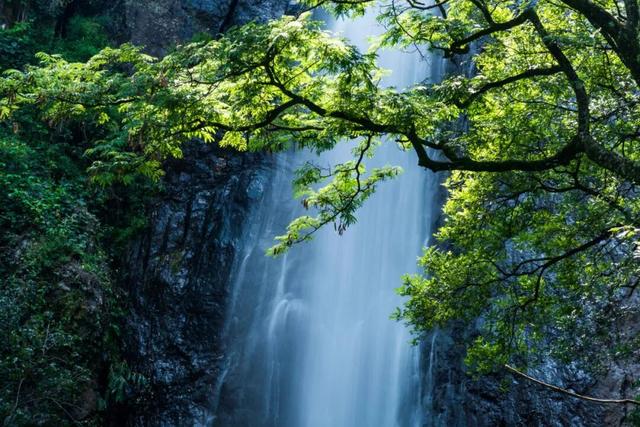 4月11—19日楚雄人免费游鸡足山！