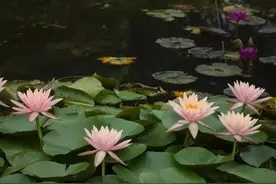 梦的启示与思考图片