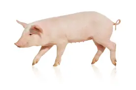 猪便秘用什么药好？猪便秘打什么针最好？养殖户快来了解图片