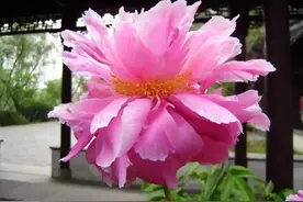 韩琦芍药，李固芙蓉图片