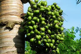 槟榔的危害究竟有多大？人们是如何落入陷阱，逐渐无法自拔的？图片