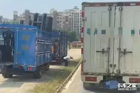 排队过磅！排队交罚款！4米2蓝牌在广州再遭严打，6分2000块处罚图片