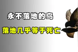 “无脚鸟”雨燕，一生边飞边睡，落地等于死亡，它如何繁衍后代？图片
