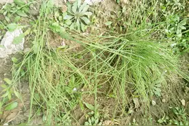 徐洪：《最早的野味一一小根菜》图片