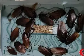 恐怖！“蟑螂军团”猛袭静安一居民楼，连洗衣机里都被“攻占”了图片