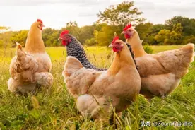 为什么形容身体亢奋会说“跟打了鸡血一样”？图片