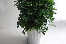 有“4种”树最耐阴，哪怕房间没光照，也能叶片绿滴油，生长不停图片