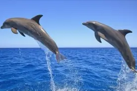 智商最高的七种动物，猪到底有多聪明？排名第一的他智商仅次于人图片